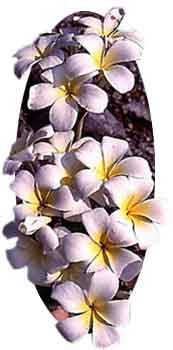 Cacalolxóchitl, flower of Xochicalco